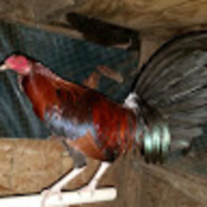 Meet your Posher, Jose